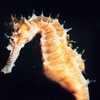 Логотип телеграм канала @erotica_asian_seahorse — Asian erotica|Seahorse|r18