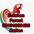 Logo saluran telegram esfahanparrot — @esfahanparrot