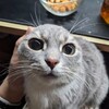 Логотип телеграм канала @esha5minutes — Еша каждые 5 минут