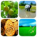 لوگوی کانال تلگرام eshkelan — 💚‌دیار من اشکلن💚