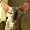 Логотип телеграм канала @eshkincatcat — Ёшкин кот и кошка