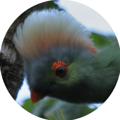 Logo saluran telegram ethiobirding — Ethiopian Bird & wildlife photography
