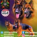 Telegram channel 🇪🇹Ethio Pets Shop ®🐾🐕‍🦺 logo