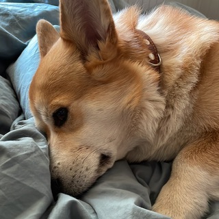 Логотип телеграм канала @eurocorgi — Двое, не считая собак