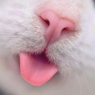 Логотип телеграм канала @everyonelovescats — Все любят котиков