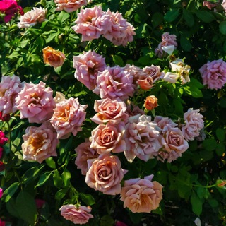 Логотип телеграм канала @evgeniamygarden — Евгения My Garden🌹