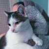 Логотип телеграм канала @evvamiko — EvvaMiko | Что-то с чем-то 🌸