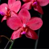 Logo of telegram channel excellence_orchids — Excellence orchids