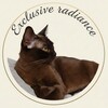 Логотип телеграм канала @exclusive_radiance — Питомник бурманских кошек WCF Exclusive radiance😺 Самарский питомник породы кошек Европейская бурма🐱.