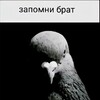 Логотип телеграм канала @exekl — Comendantov
