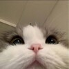 Логотип телеграм канала @exicsgo — exi𓆩 𓆪