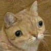 Logo of telegram channel existgreat — ExistWell 4 Orange Cats