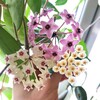 Логотип телеграм канала @exoticflora — Экзотикфлора.рф