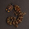 Логотип телеграм канала @exoticstime — Exotics Time