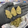 Logo of telegram channel exoticweeds_sativa_runtz — REAL NANGO CHEE OFFICIAL