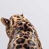 Logo of telegram channel exx_olya — ki🐆