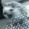 Логотип телеграм канала @ezhmarketing — Говорящий ёж