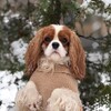 Логотип телеграм канала @fabi_cavalier — Cavalier_Fabi