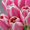 Логотип телеграм канала @fabrika_otkretok — Фабрика открыток🌾🌼🌸