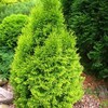 Логотип телеграм канала @fabrika_rasteniy — Фабрика растений🌲☘️🌺 Елены Тищенко💚