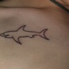 Logo of telegram channel facer077 — FACER🦈