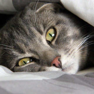 Логотип телеграм канала @factsofcats — КотоФакты | Факты о котах кошках милота мило позновательно интересно животные