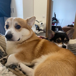 Логотип телеграм канала @fanslyfromcorgi — Fansly заметки от коржика