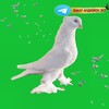 Telegram kanalining logotibi faqat_andijon_zotlari — 🕊FAQAT ANDIJON ZOTLARI 🕊