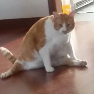 Логотип телеграм канала @fat_idiot_cats — дурацкие и толстые коты