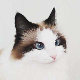 Логотип телеграм канала @fat_kitty — Масяня