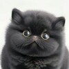 Логотип телеграм канала @fatfurcat — Мягкий кот