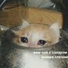 Логотип телеграм канала @fatherxxxx — cat memes