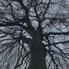 Логотип телеграм канала @fckqlw — цвета чёрно-белой радуги