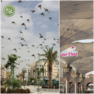 لوگوی کانال تلگرام fdak_nfsi — #بأبي_أنت_وأمي. 🌴