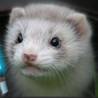 Logotipo del canal de telegramas fdshyrtu675hj - Новый тг Хорька