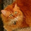 Логотип телеграм канала @felinologianaykaokotax — 🐈ФЕЛИНОЛОГИЯ🐈