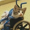 Логотип телеграм канала @feliska_risuet — Фелиска рисует