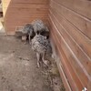Логотип телеграм канала @fermastrays — Мини ферма «Страус»