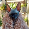 Логотип телеграм канала @fern_cat — Fern_cat