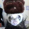 Логотип телеграм канала @ferret_burrow — Копилочка😔😔.