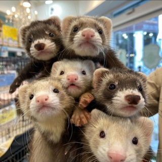 Logo of telegram channel ferrets2 — Ferrets