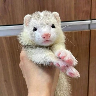 Логотип телеграм канала @ferretslovers — Ferrets