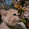Логотип телеграм канала @ferrum1229 — Кот нюхает цветы