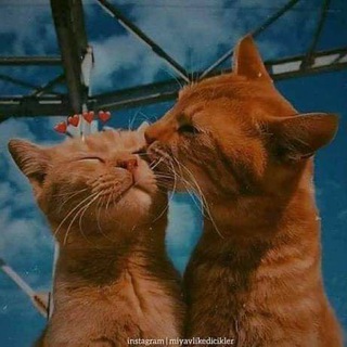 Logo of telegram channel ff_ffg — آنجل🧡