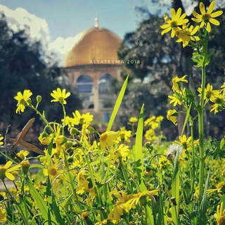 لوگوی کانال تلگرام ffdfddg — نسائم إيمانية🌷♥