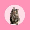 Логотип телеграм канала @fflltf — Иля, но не Мейн кун