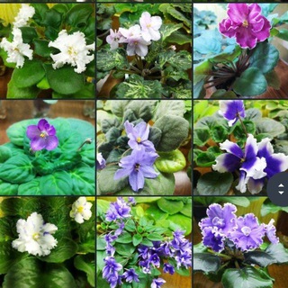 Логотип телеграм канала @fialki_sortovie — 🌺Сортовые Фиалки - Юнус-Абад 🌺