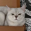 Логотип телеграм канала @fianitovna — FIANITOVNA