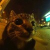 Логотип телеграм канала @filacter0 — Эмо бомж