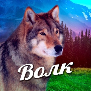 Логотип телеграм канала @filovolk — Волк
